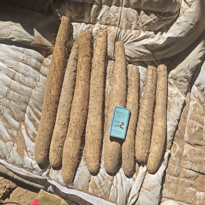 榆林白玉山药产地直发精品短粗