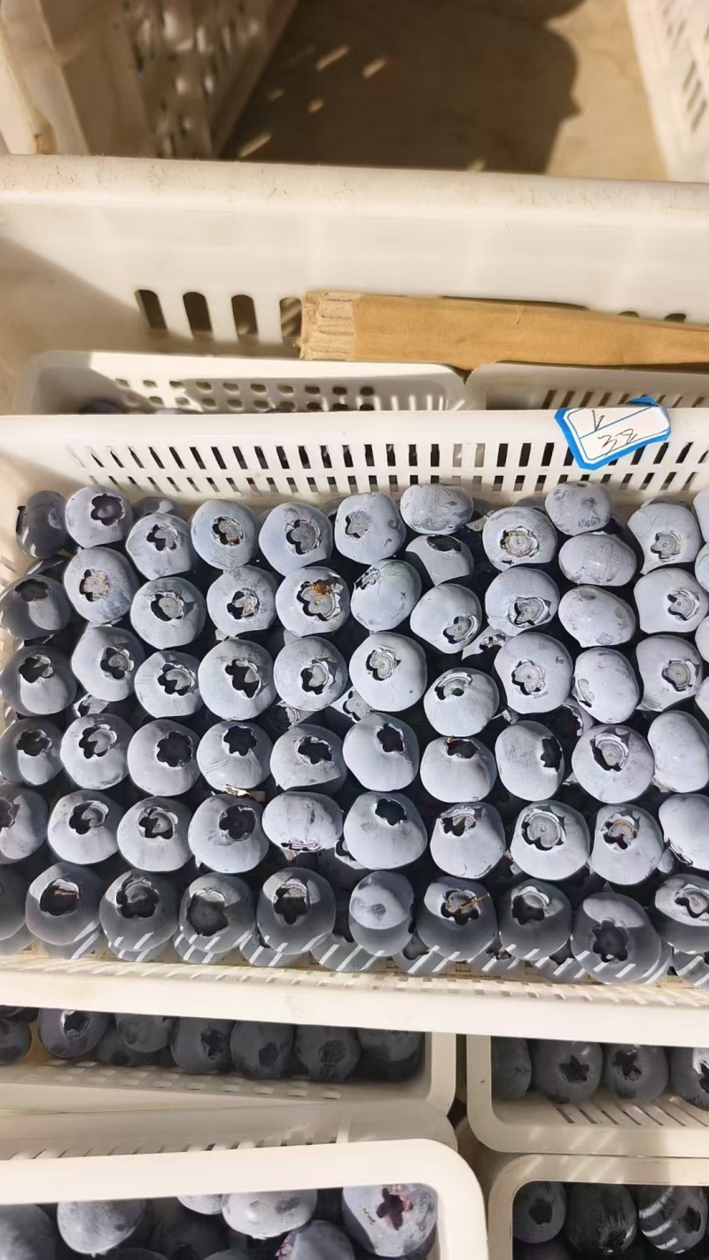 蓝莓山东陆地公爵蓝莓大量上市优瑞卡等批发