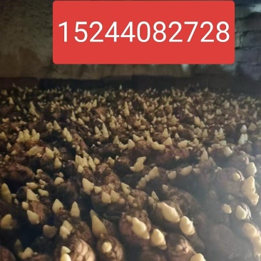 【姜种】山农一号高产脱毒姜种/包成活/产地直发