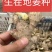 【姜种】山农一号高产脱毒姜种/包成活/产地直发