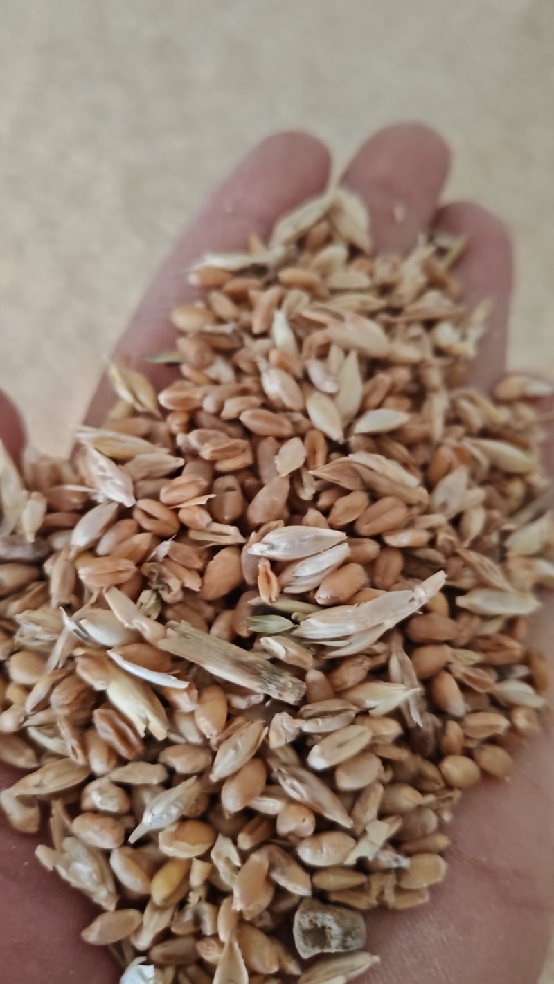 碎麦养殖饲料碎小麦粮库筛底货源充足