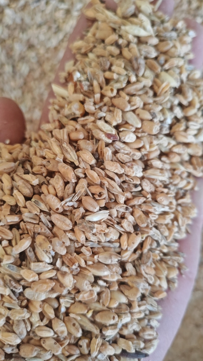 碎麦养殖饲料碎小麦粮库筛底货源充足