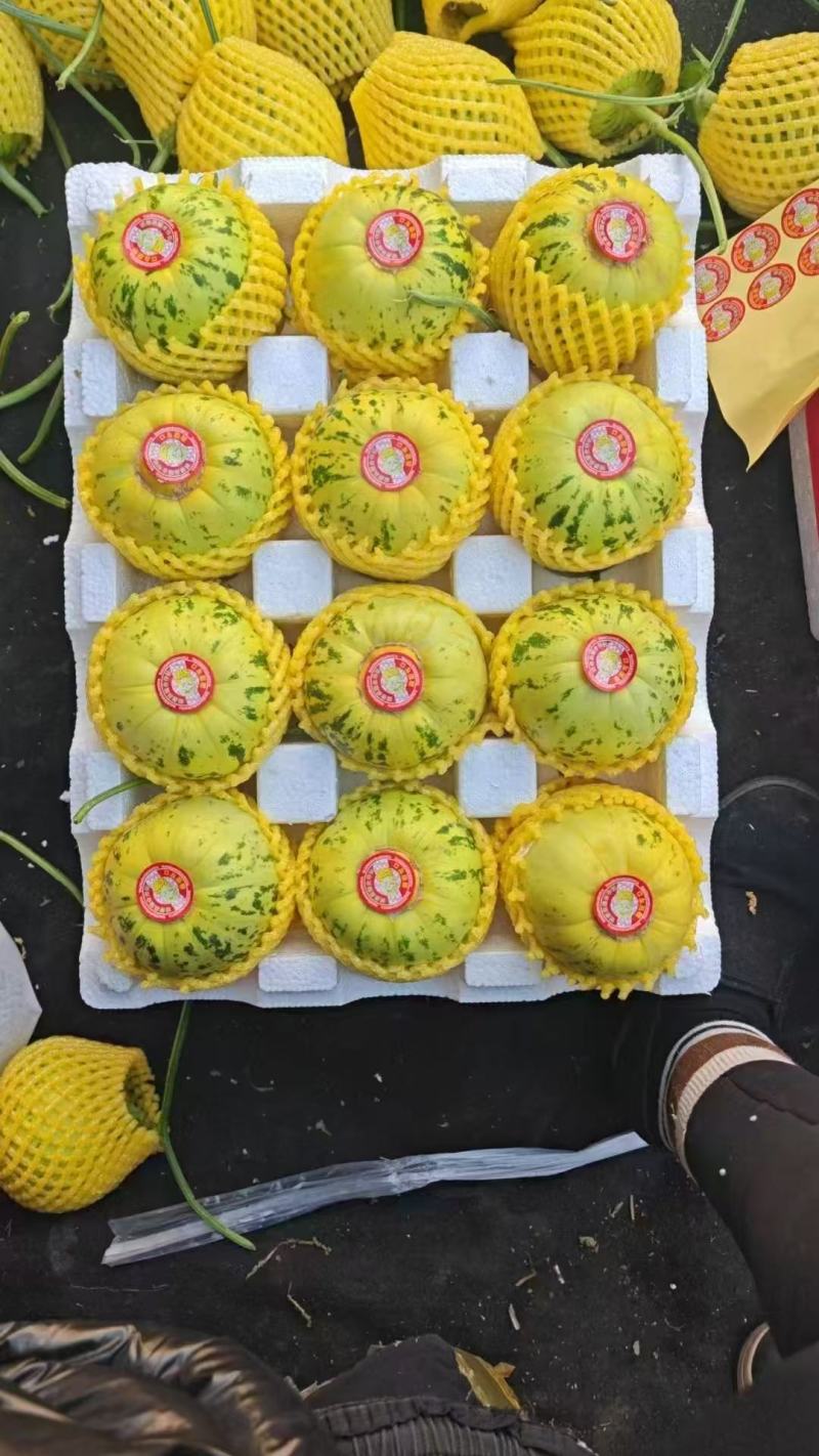 花蕾：花美人甜瓜，暖棚头茬，糖度高，产地直发