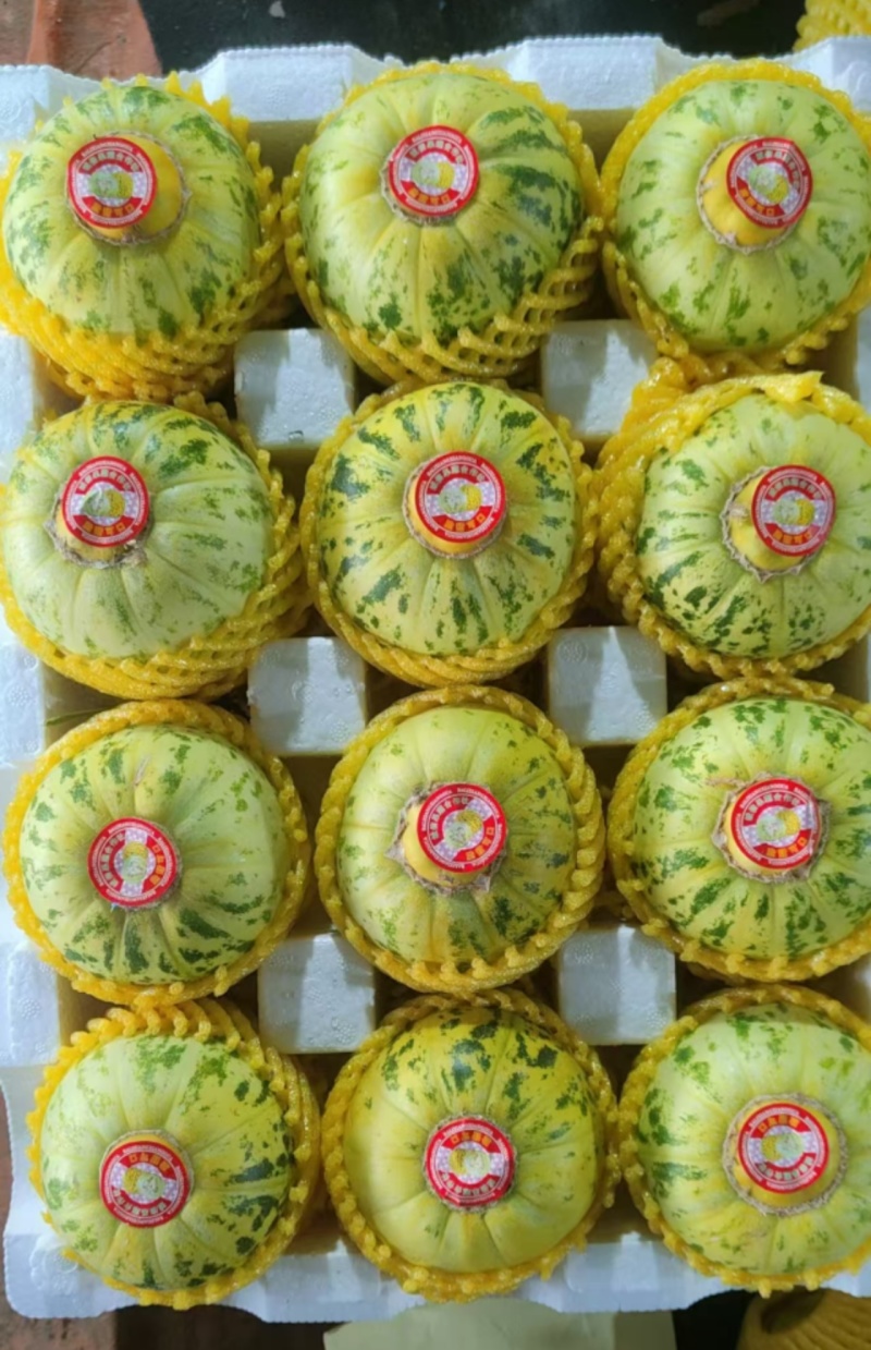 花蕾：花美人甜瓜，暖棚头茬，糖度高，产地直发