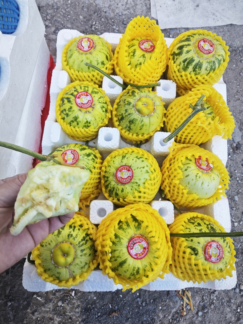 花蕾：花美人甜瓜，暖棚头茬，糖度高，产地直发
