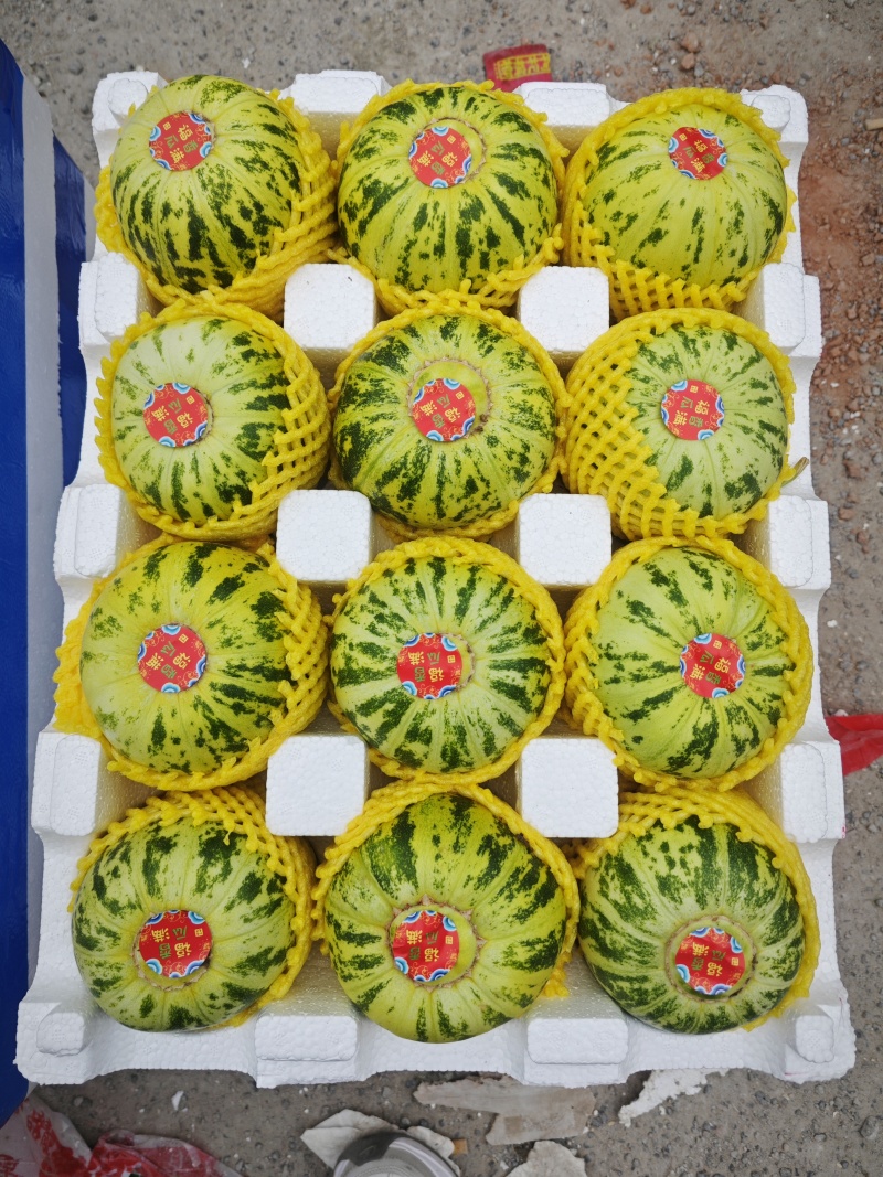 花蕾：花美人甜瓜，暖棚头茬，糖度高，产地直发