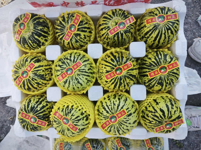 花蕾：花美人甜瓜，暖棚头茬，糖度高，产地直发
