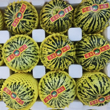 花蕾：花美人甜瓜，暖棚头茬，糖度高，产地直发
