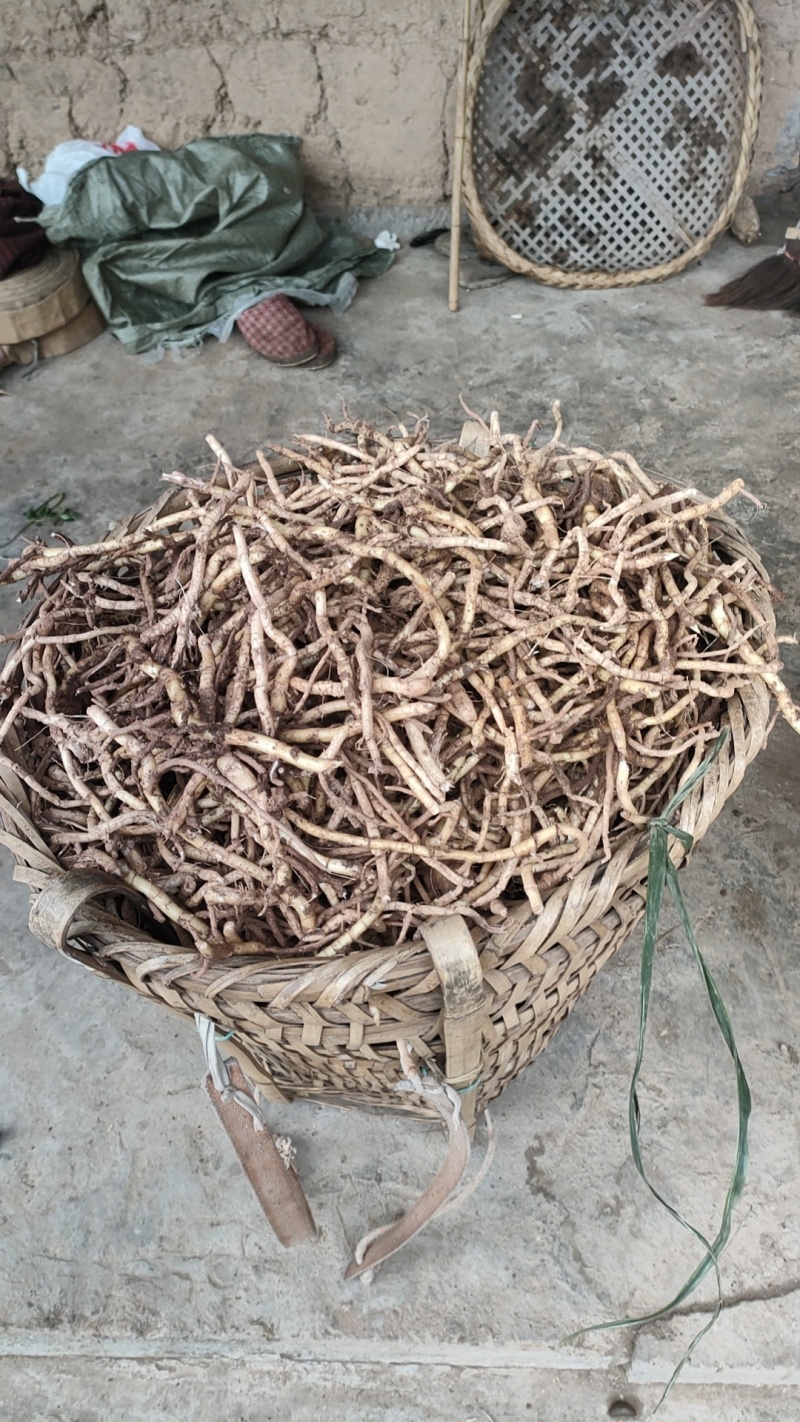 白阳荷种根，