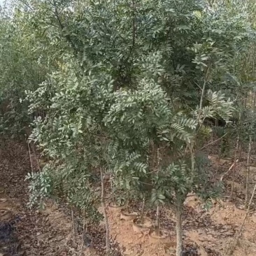 清香木
