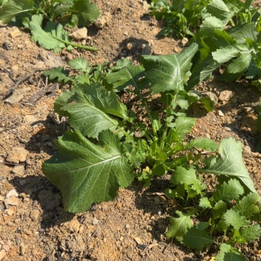 贵州龙里本地油菜苔自种青菜腌菜小油菜30亩