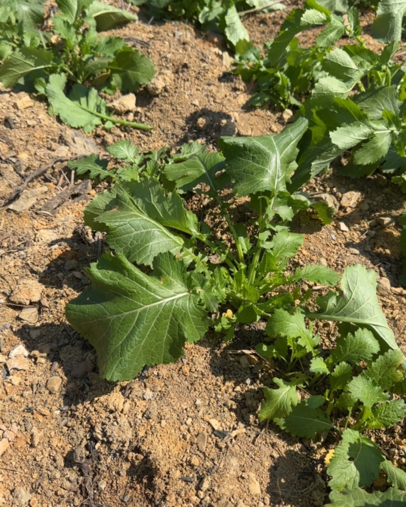 贵州龙里本地油菜苔自种青菜腌菜小油菜30亩
