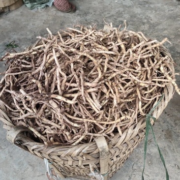 白阳荷种苗