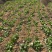 贵州龙里本地油菜苔自种青菜腌菜小油菜30亩