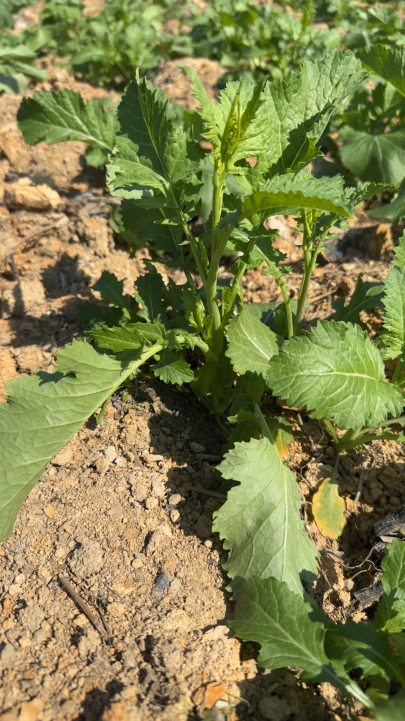 贵州龙里本地油菜苔自种青菜腌菜小油菜30亩