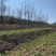 贵州龙里本地油菜苔自种青菜腌菜小油菜30亩
