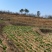 贵州龙里本地油菜苔自种青菜腌菜小油菜30亩
