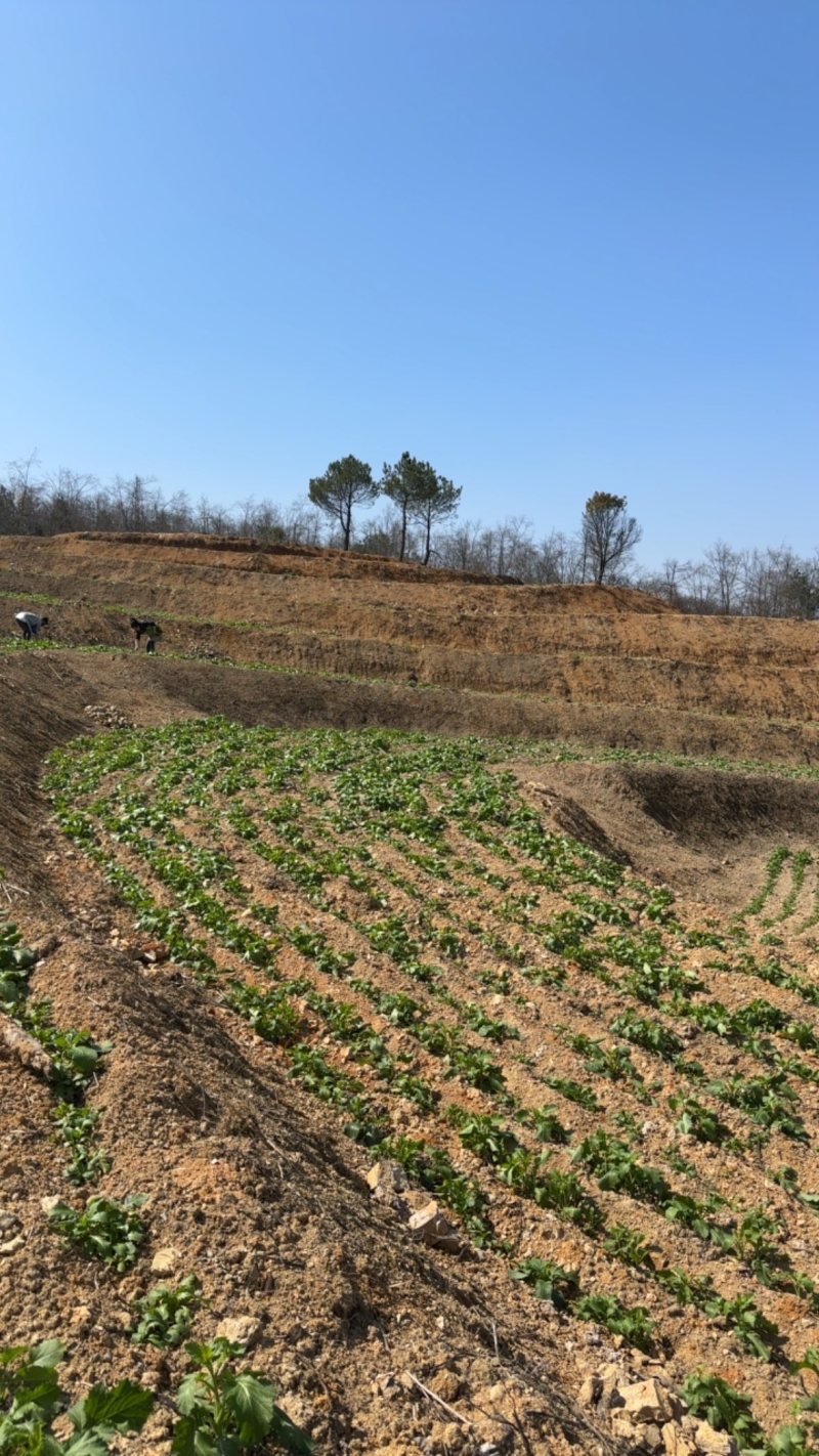 贵州龙里本地油菜苔自种青菜腌菜小油菜30亩