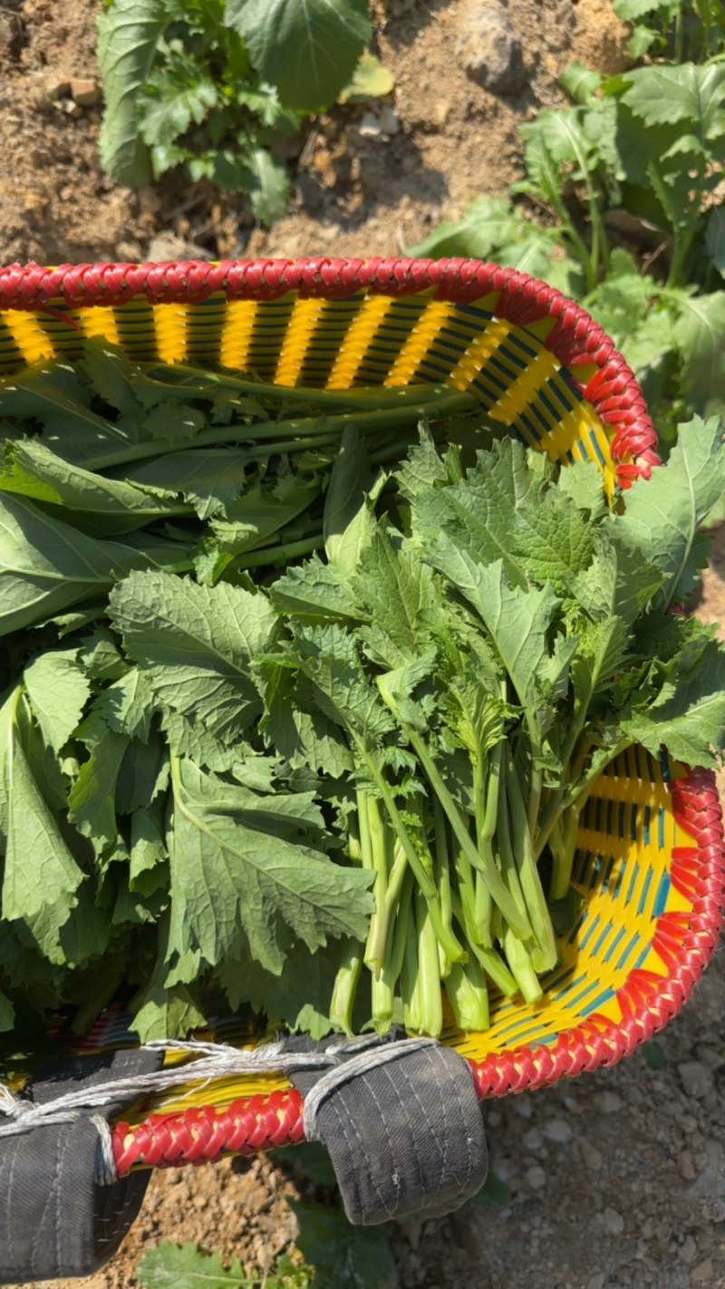 贵州龙里本地油菜苔自种青菜腌菜小油菜30亩