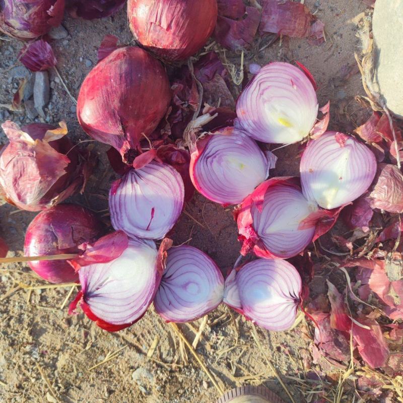 甘肃精品紫、红皮洋葱，产地直发，品质保证量大从优欢迎联系