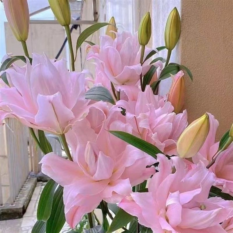 百合种球重瓣荷兰进口浓香型包成活包对版家庭园艺花卉精选