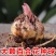重瓣百合种球多头香水百合种球带芽耐寒四季盆栽室内外花卉