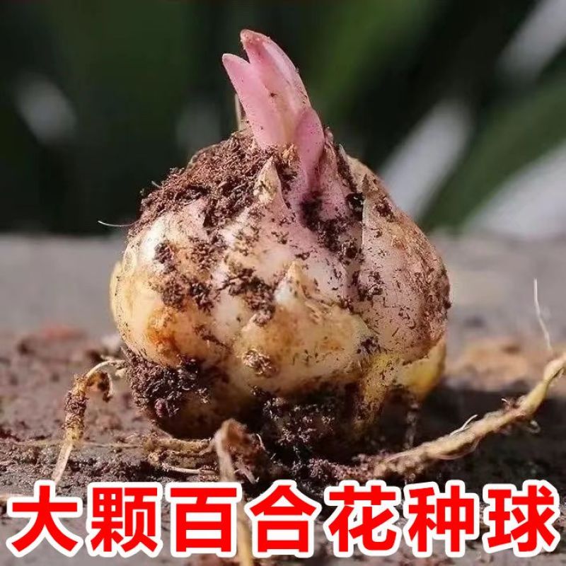 重瓣百合种球多头香水百合种球带芽耐寒四季盆栽室内外花卉