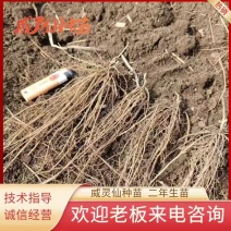 威灵仙苗成活率高欢迎来电支持视频看货免费技术指导