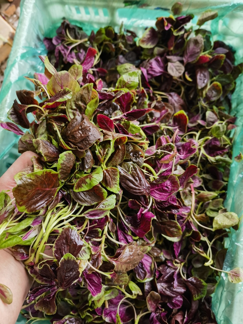 红苋菜