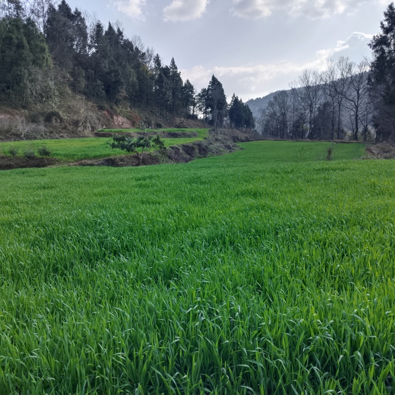 小麦预售