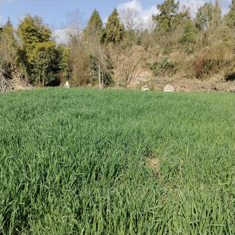 小麦预售