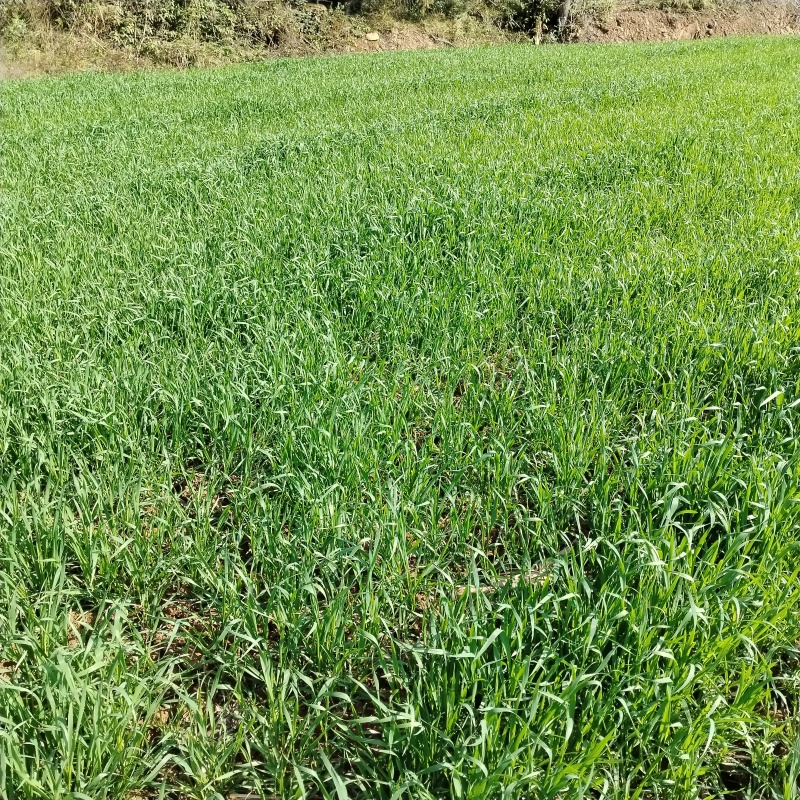 小麦预售