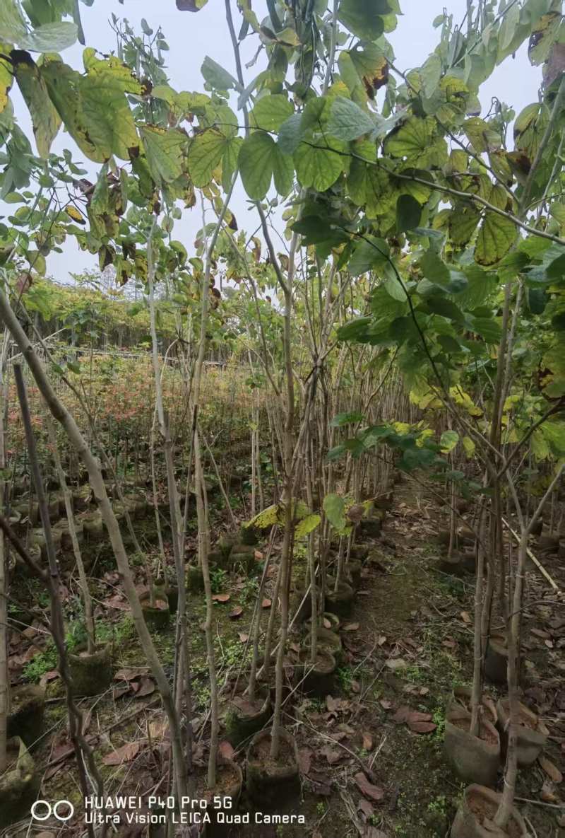 羊蹄甲1-3公分出售基地直销自家货源可视频看货