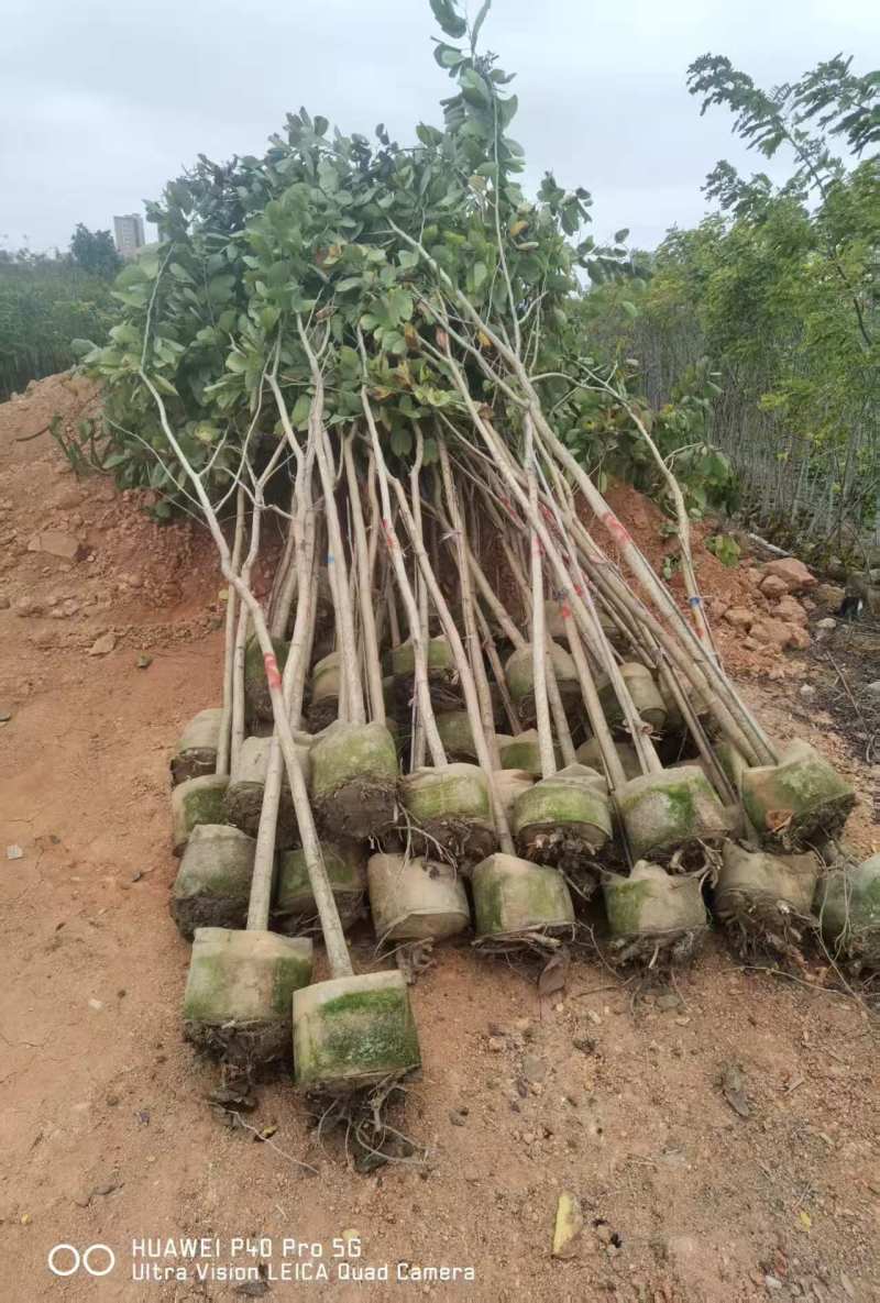 羊蹄甲1-3公分出售基地直销自家货源可视频看货
