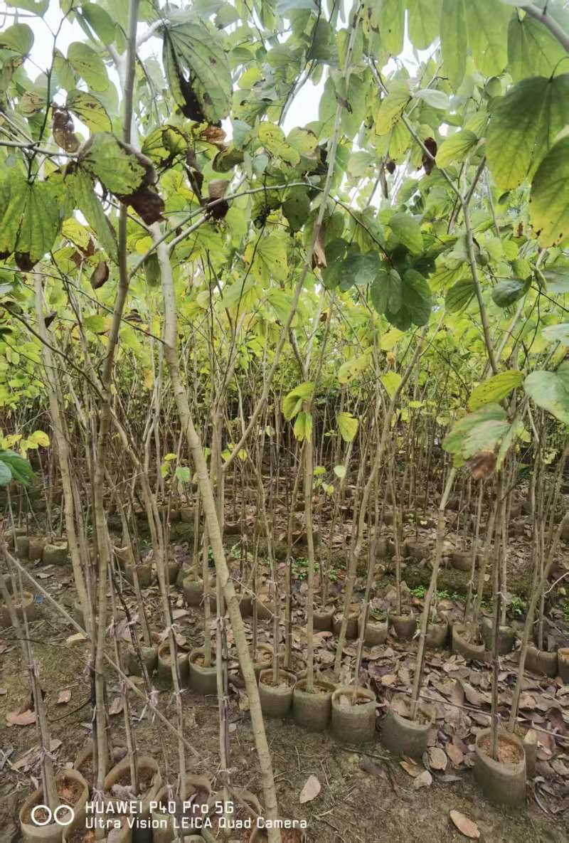 羊蹄甲1-3公分出售基地直销自家货源可视频看货