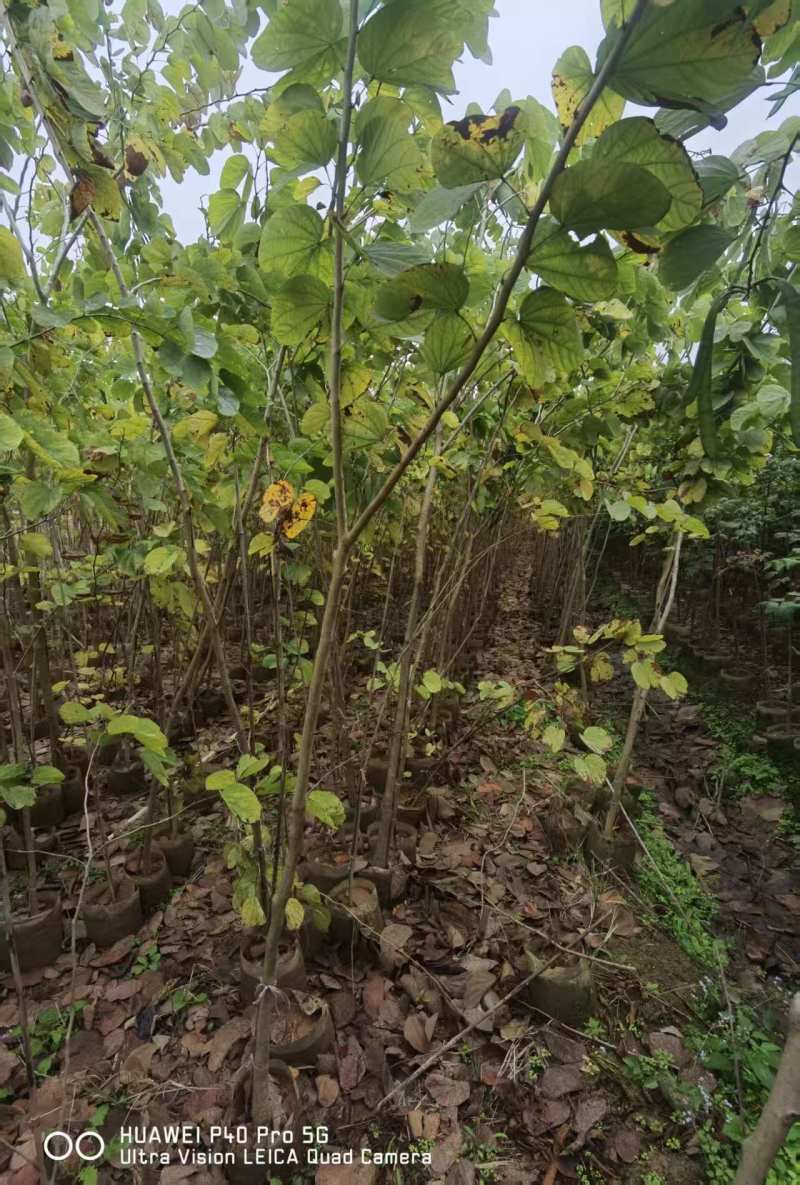 羊蹄甲1-3公分出售基地直销自家货源可视频看货