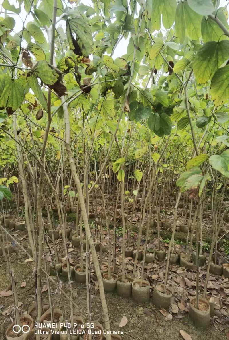 羊蹄甲1-3公分出售基地直销自家货源可视频看货