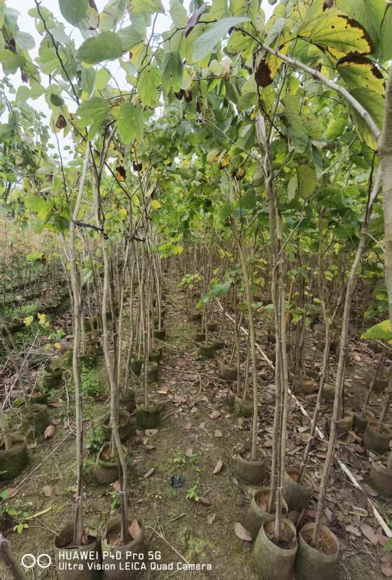 羊蹄甲1-3公分出售基地直销自家货源可视频看货