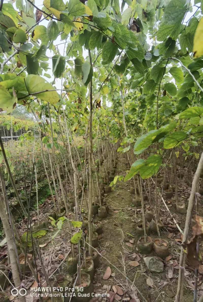 羊蹄甲1-3公分出售基地直销自家货源可视频看货