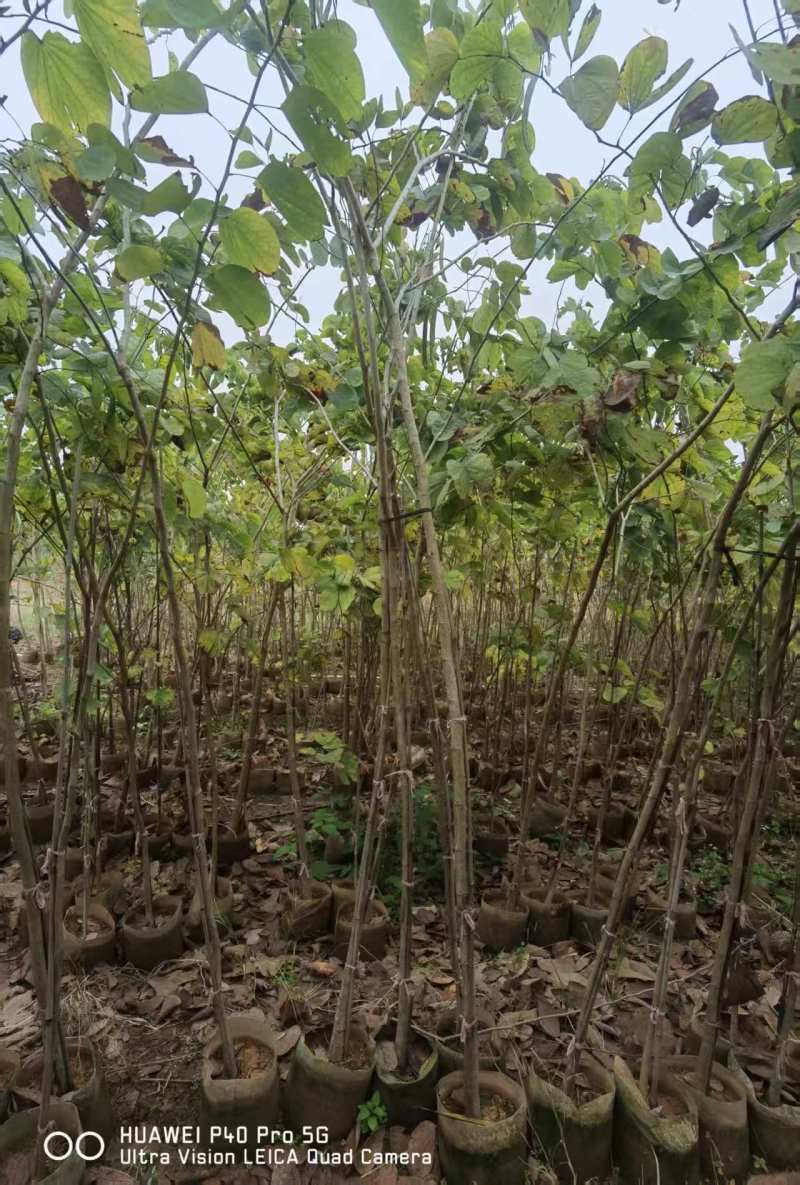 羊蹄甲1-3公分出售基地直销自家货源可视频看货