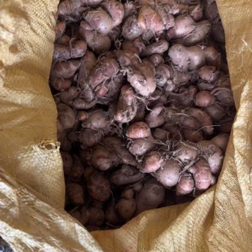 新鲜当季沙姜，产自遂溪县，品质保证，**特惠，速来选购！