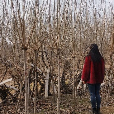 苗圃出售2/8公分精品柿子树基地自产自销