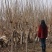 苗圃出售2/8公分精品柿子树基地自产自销
