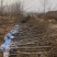 苗圃出售2/8公分精品柿子树基地自产自销