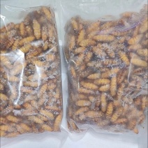山东潍坊电商金丝蛹蚕蛹批发