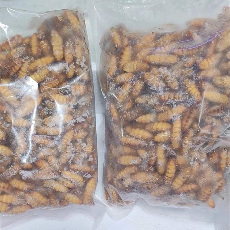 山东潍坊电商金丝蛹蚕蛹批发