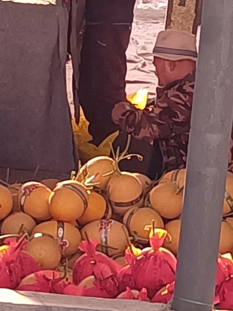 哈密瓜