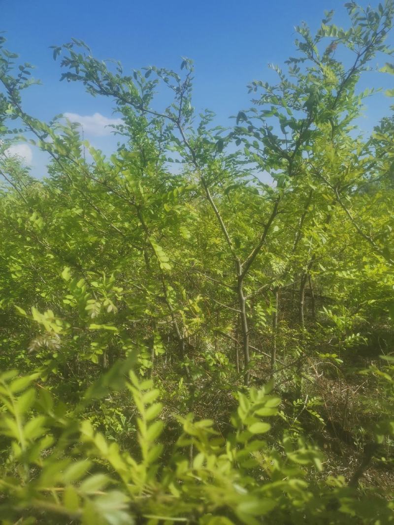 皂角苗