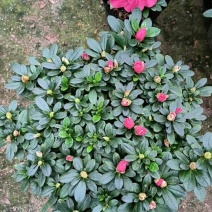 杜鹃花/一手货源/视频看货/量大从优/欢迎咨询