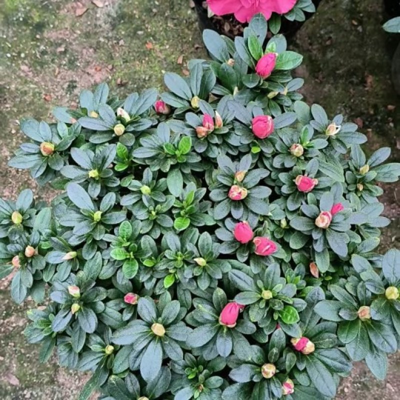 杜鹃花/一手货源/视频看货/量大从优/欢迎咨询